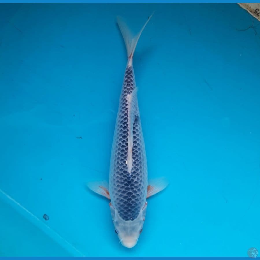 Asagi 28cm Female