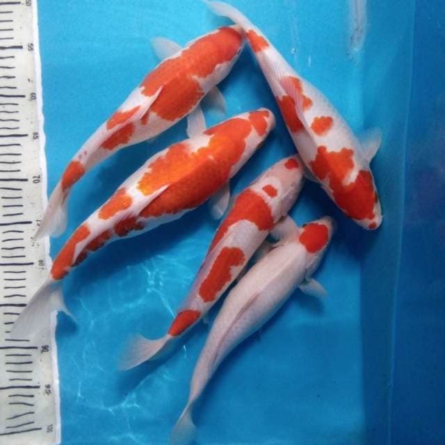 Kohaku 5 ekor