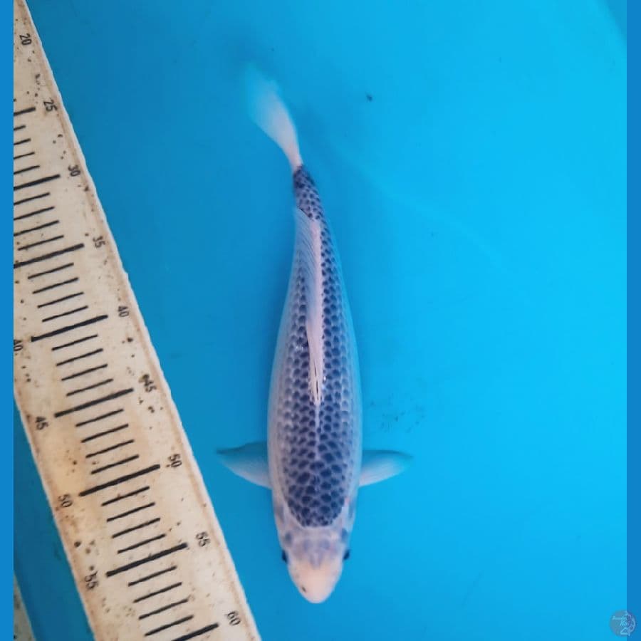 Asagi 32cm Female