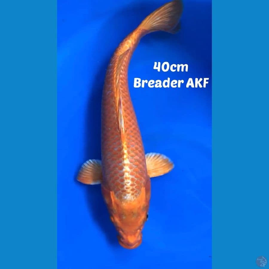 ORENJI 40cm breader AGUNG KOI FARM (AKF)