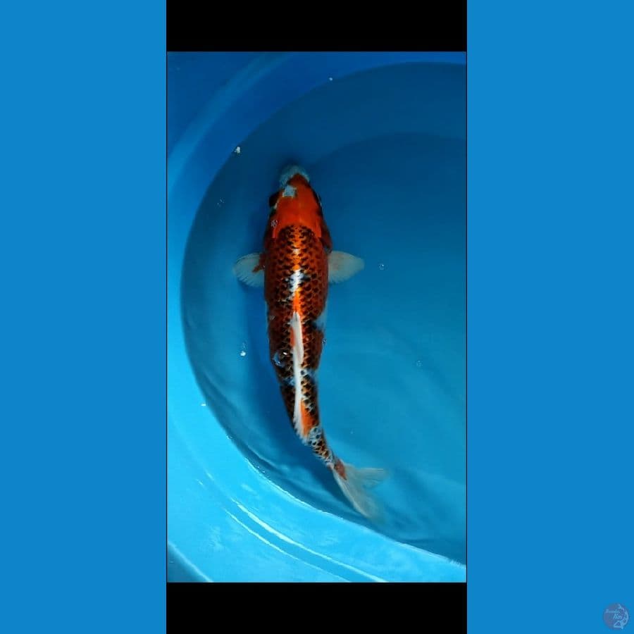 Kujaku 38 cm hikari tebal