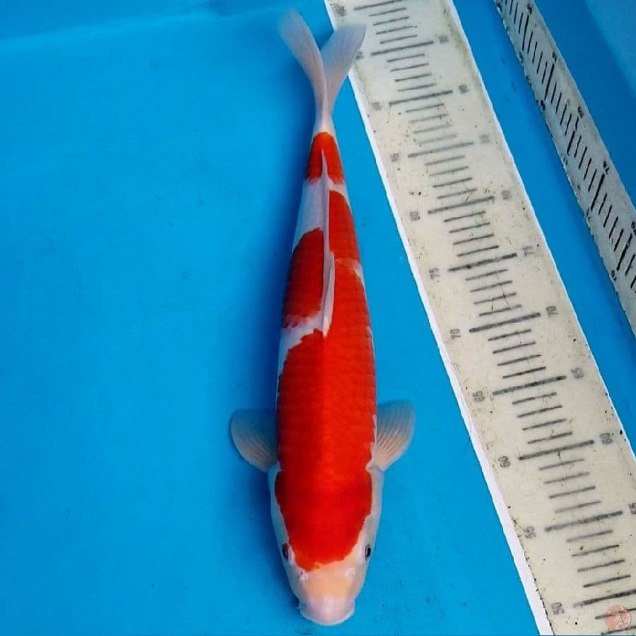 KOHAKU 45 CM MALE