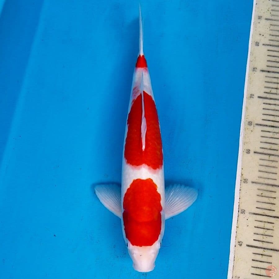 KOHAKU 45 CM MALE