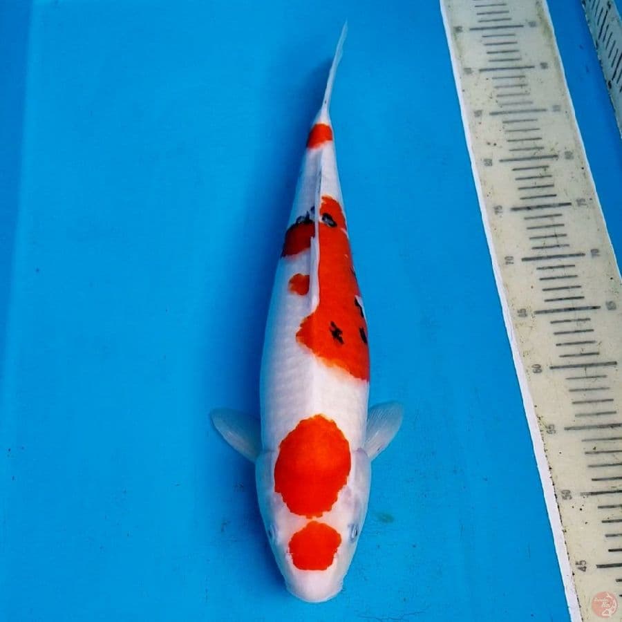 SANKE 50 CM FEMALE
