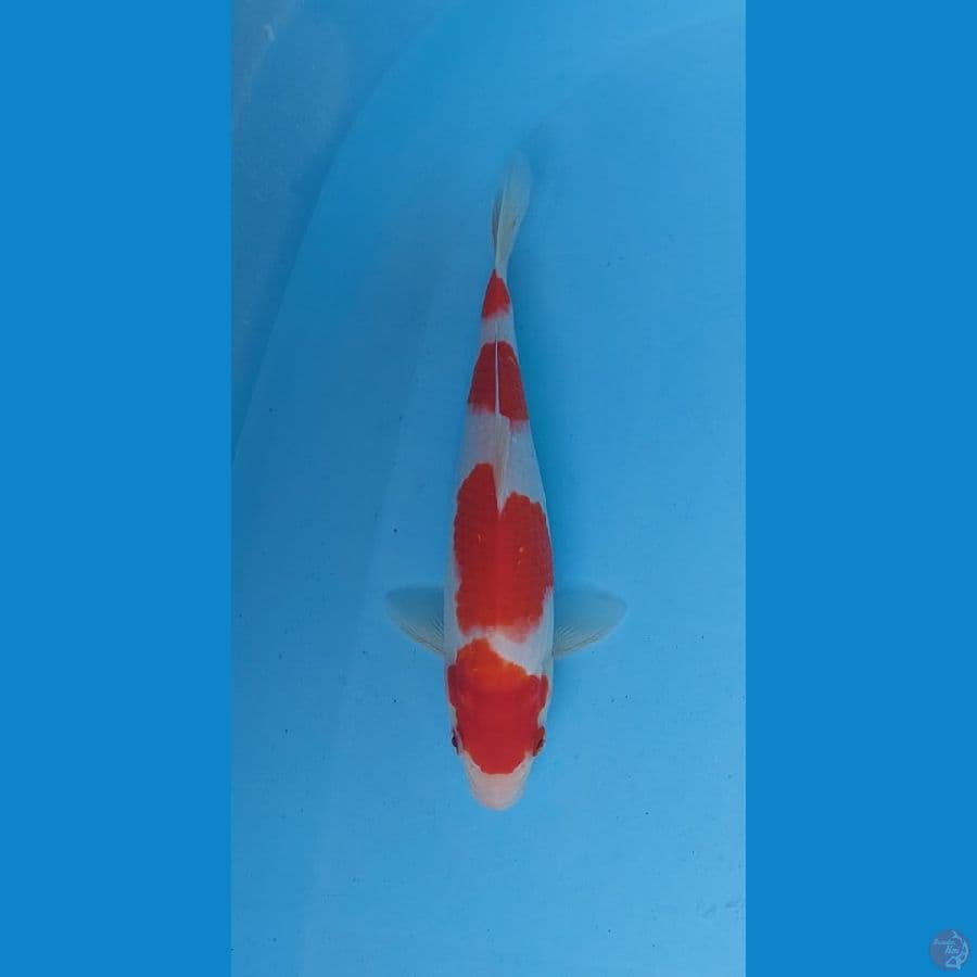 kohaku 24 cm