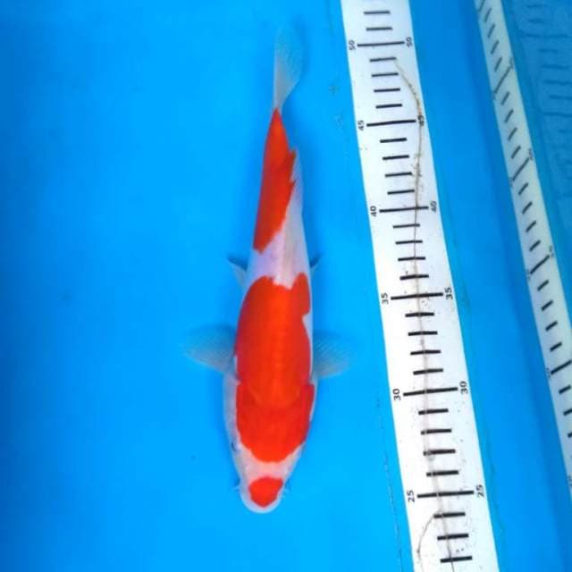 Doitsu kohaku