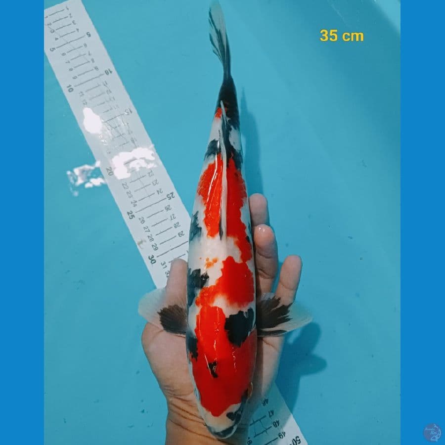 Showa 35 cm