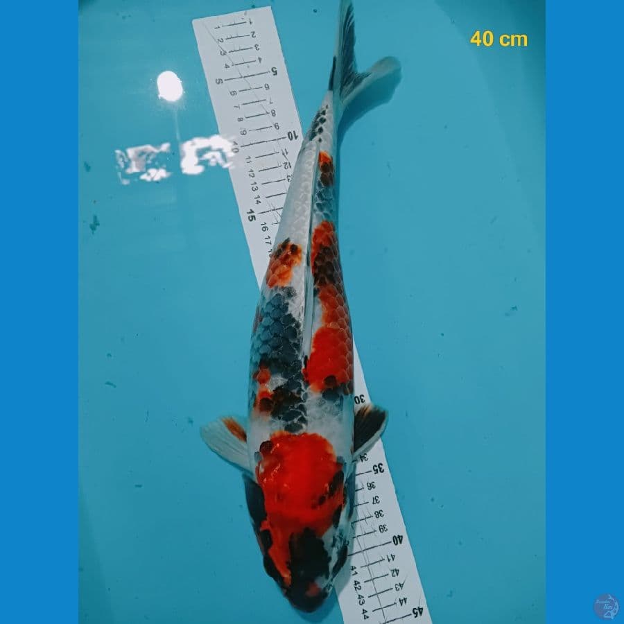 Kage showa 40 cm