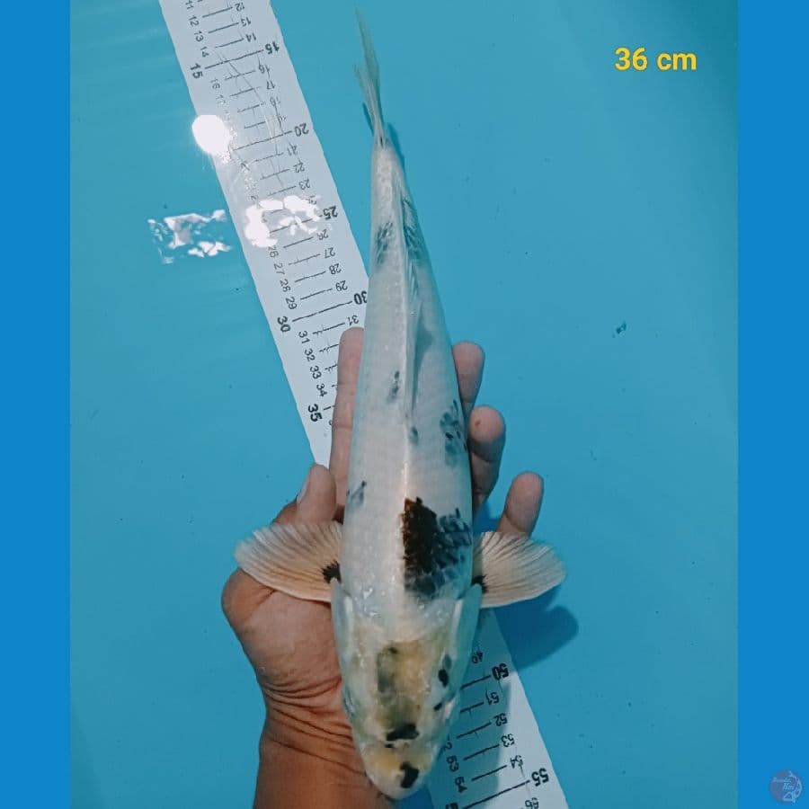 Kin shiro 36 cm