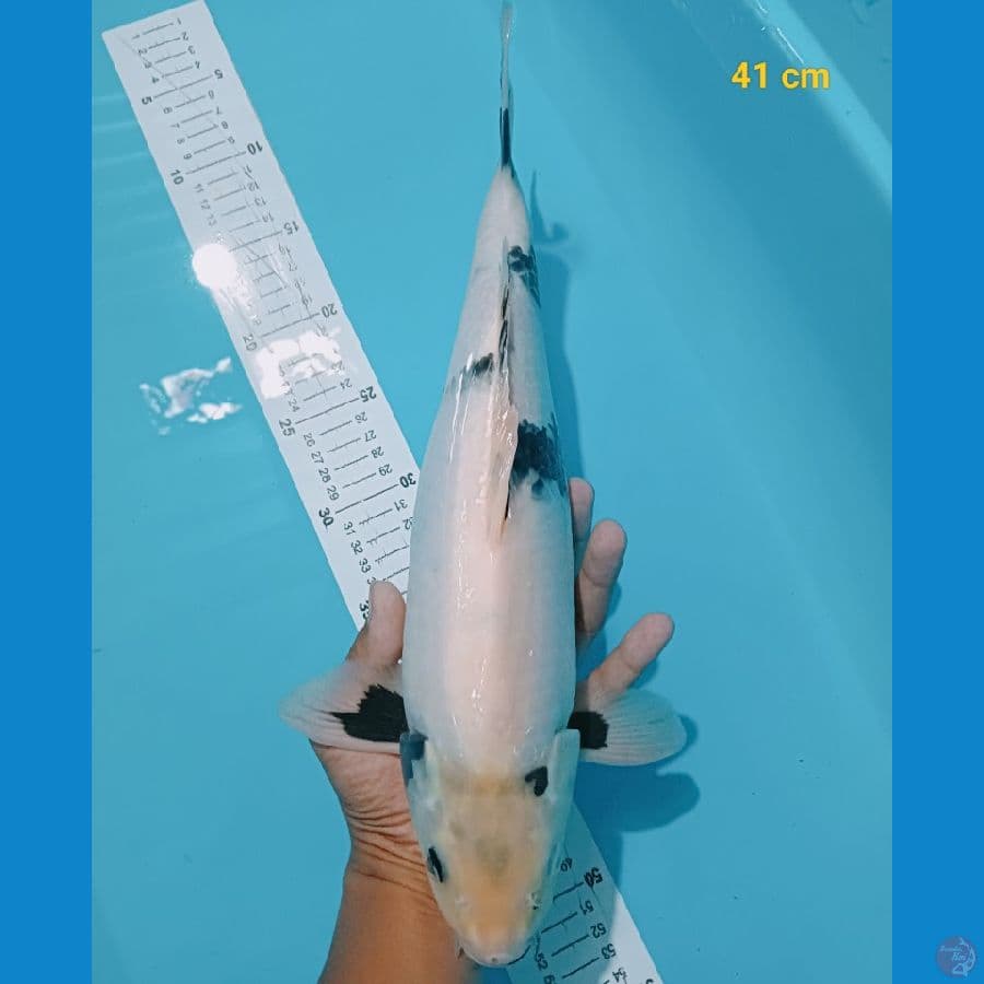 SQ shiro 41 cm