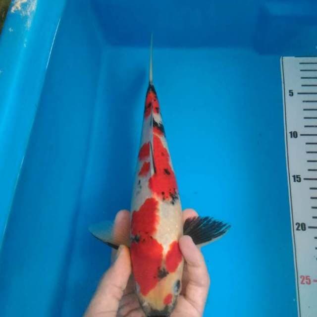 red Showa prospek