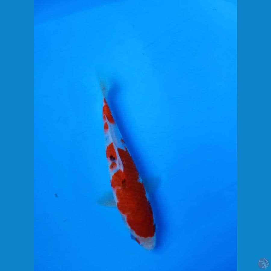 sanke 25cm