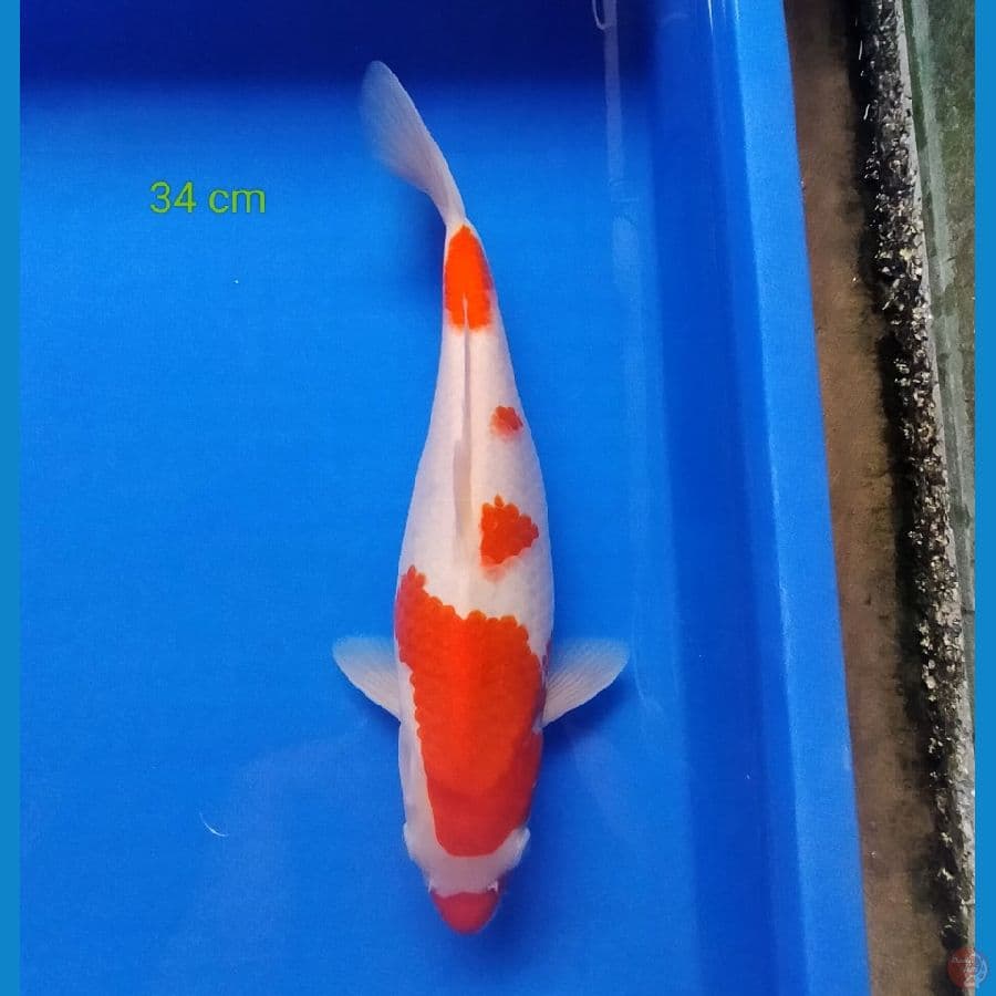 kohaku kuchibeni 2