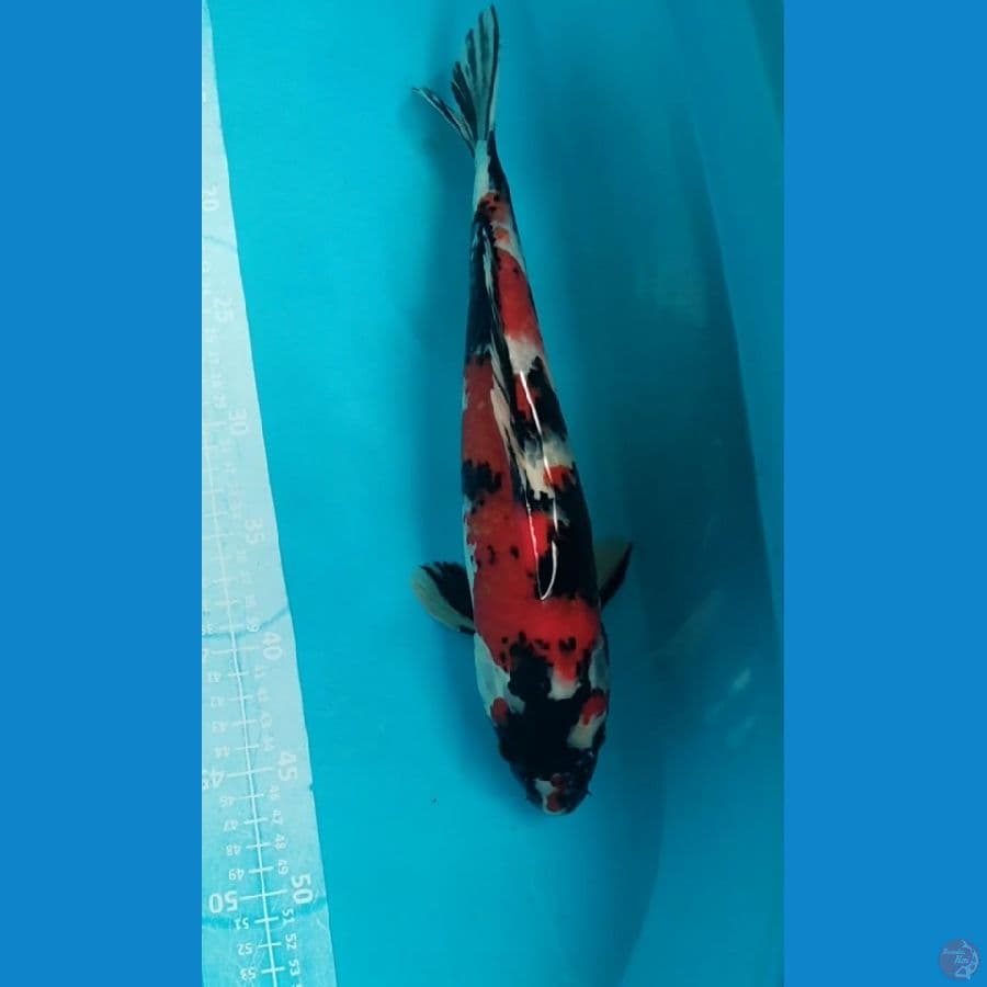 Showa Jantan Metir Merah 35cm