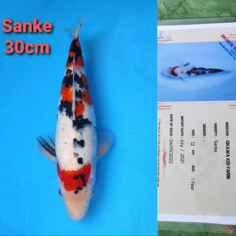 OKAWA SANKE 30CM SERTI
