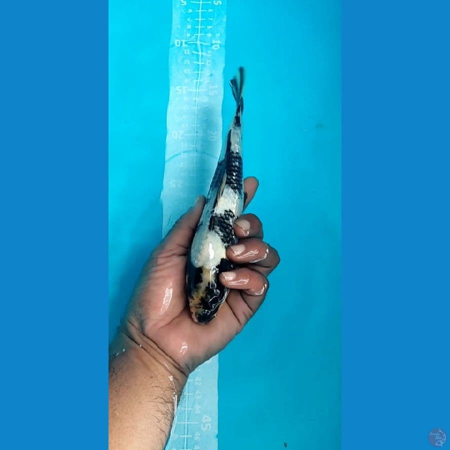 Shiro Ginrin Jantan 23cm Ginrin Padat