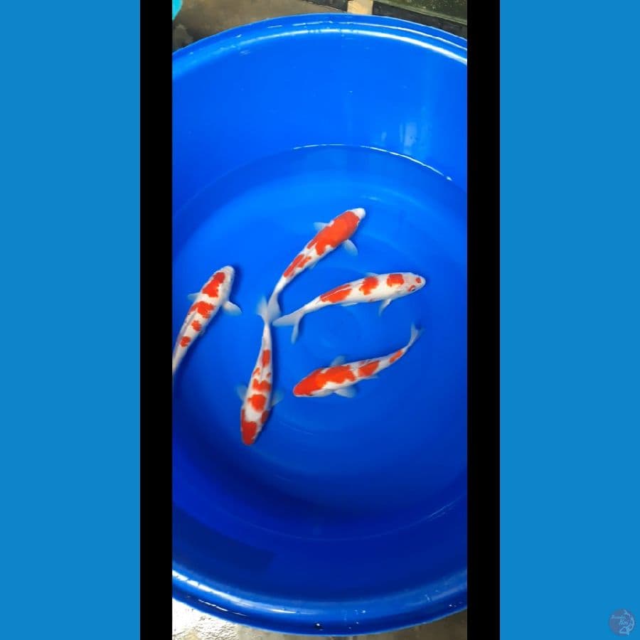 kohaku 25up