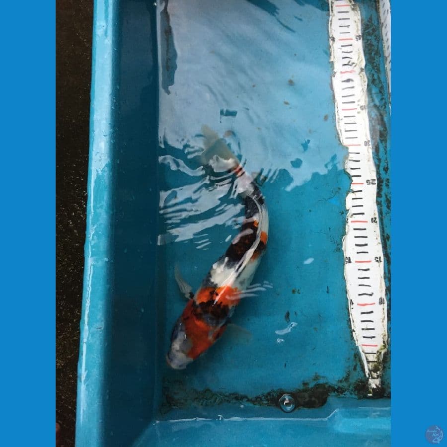 SHOWA SHANSHOKU 32CM