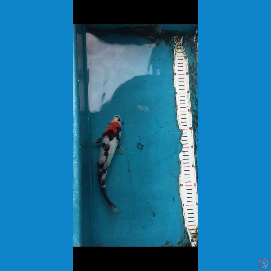 Tancho showa doit 25cm