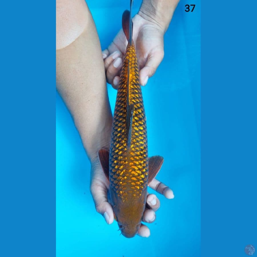 SQ CHAGOI 37CM male