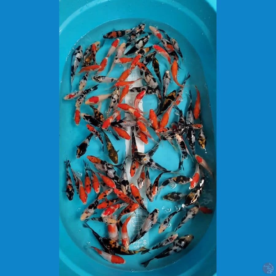 Doitsu Showa Shiro Mix Sisik Kohaku Sanke 100 ekor