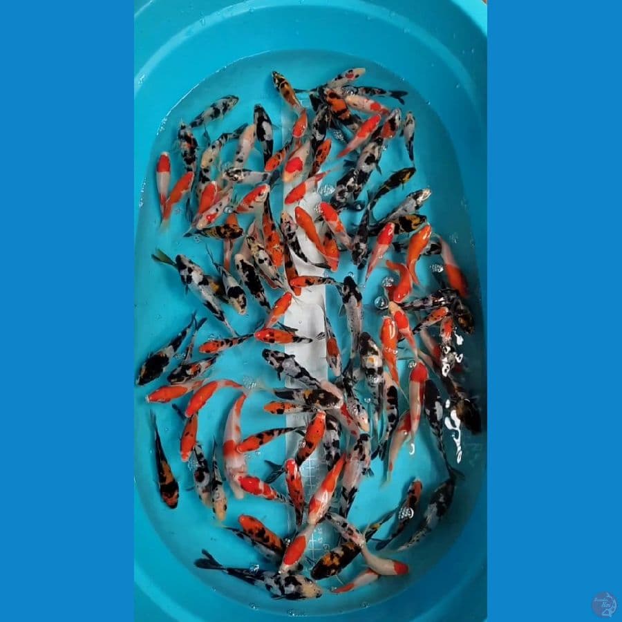 Doitsu Showa Shiro Mix Sisik Kohaku Sanke 100 ekor