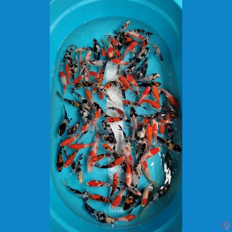 Doitsu Showa Shiro Mix Sisik Kohaku Sanke 100 ekor