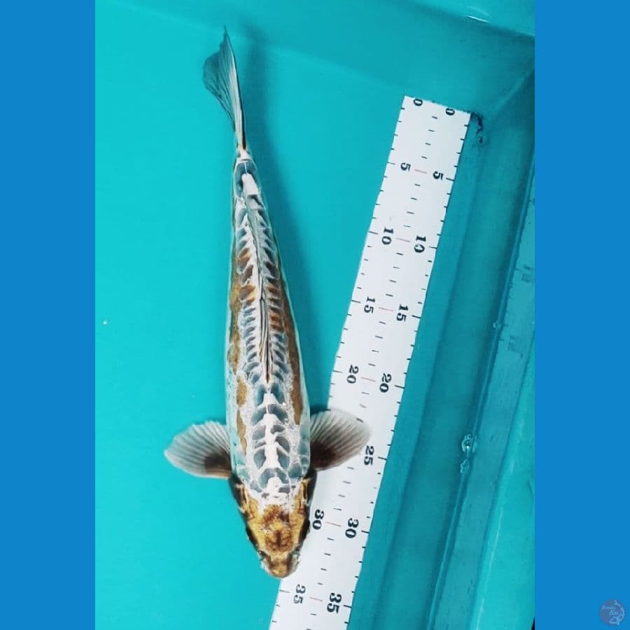 kawarimono 34cm male
