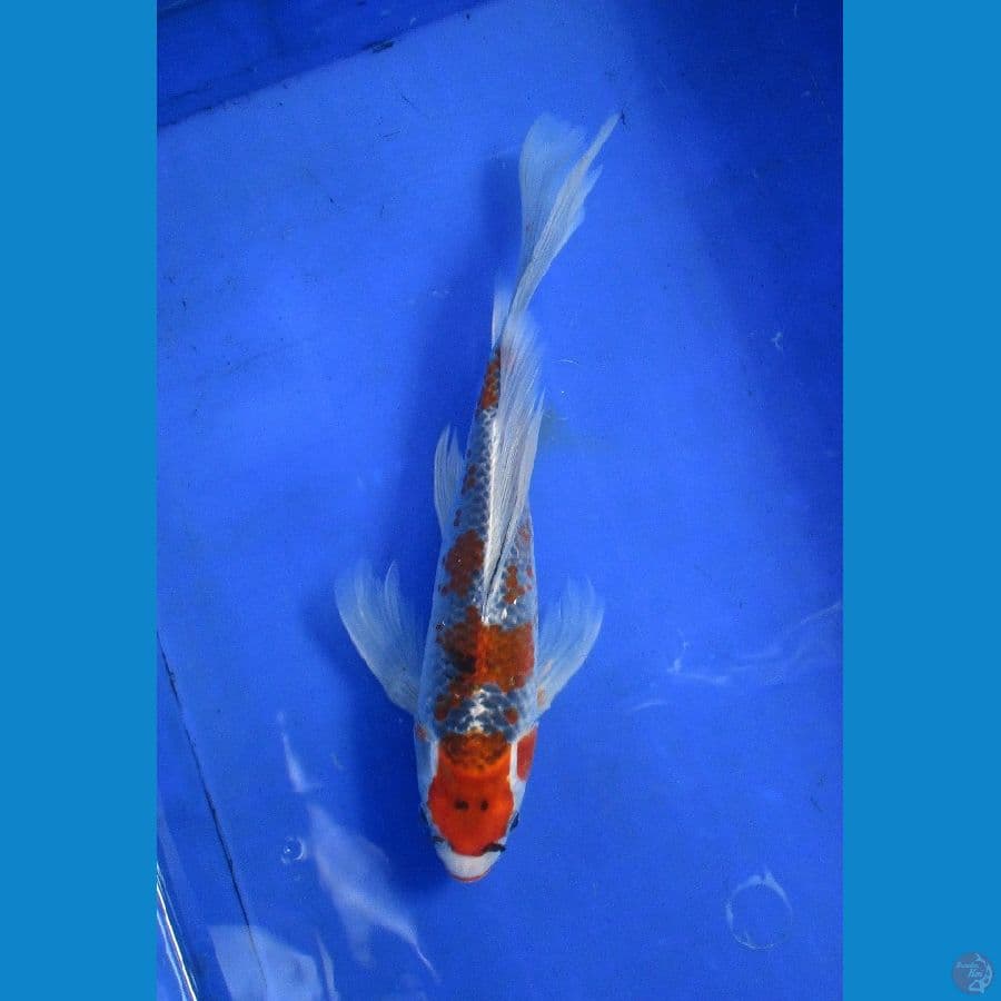 kumpay goshiki ±30cm