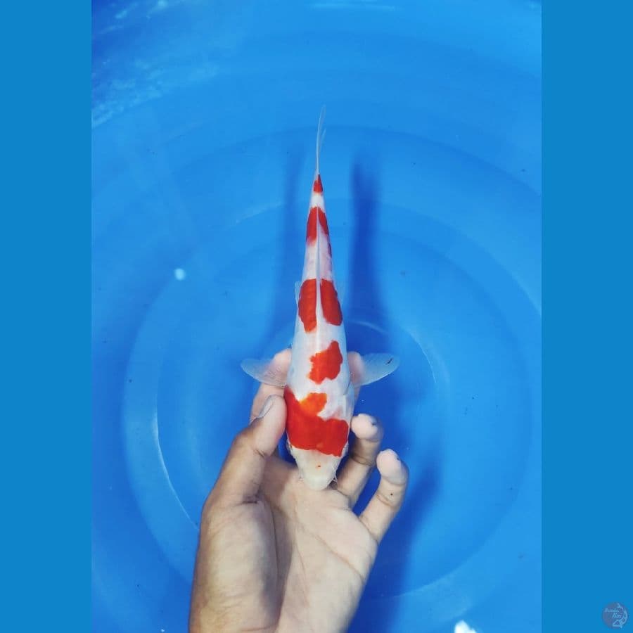 24 CM ~ KOHAKU CEPLOK