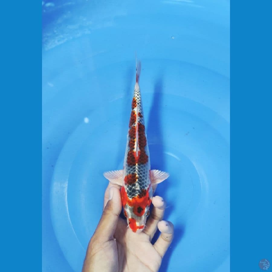 23 CM ~ RED GOSIKI