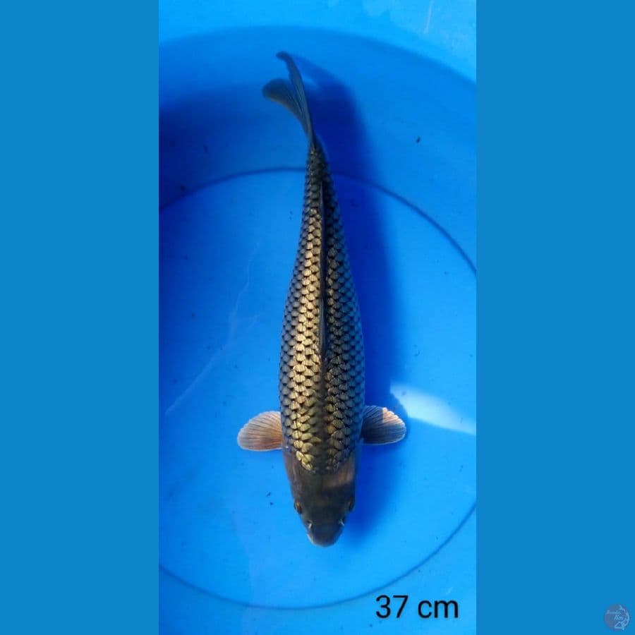 black diamond mbeguk 37 cm