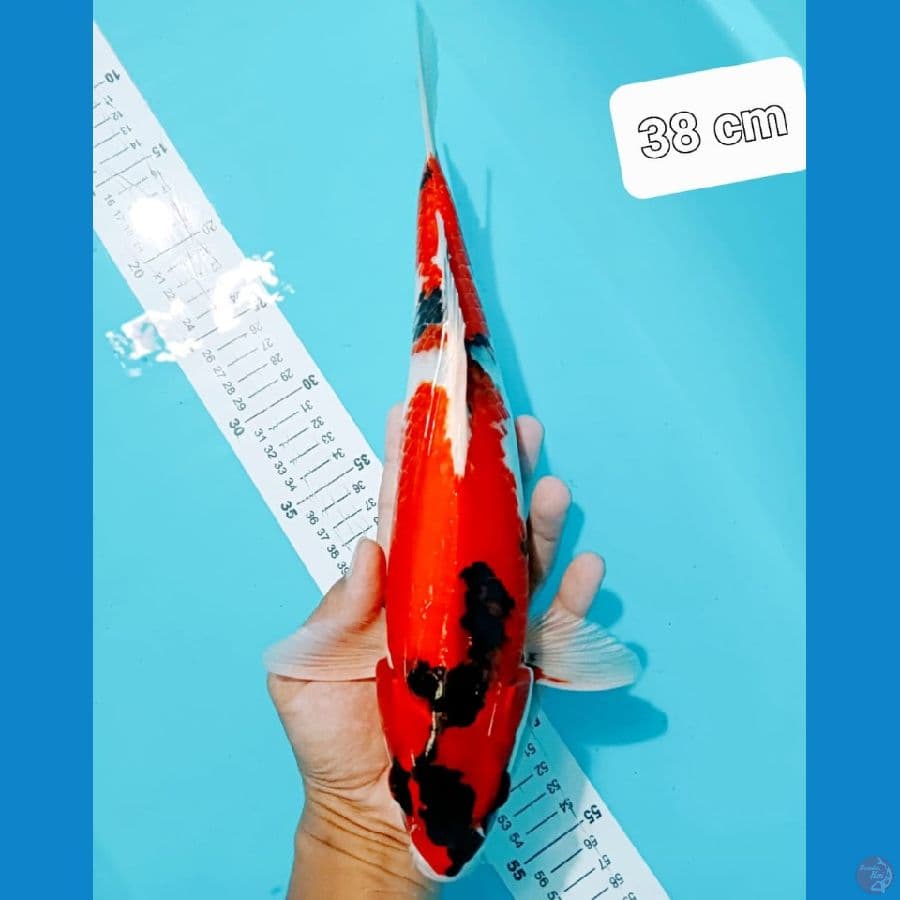 Fujiyama Showa 38CM