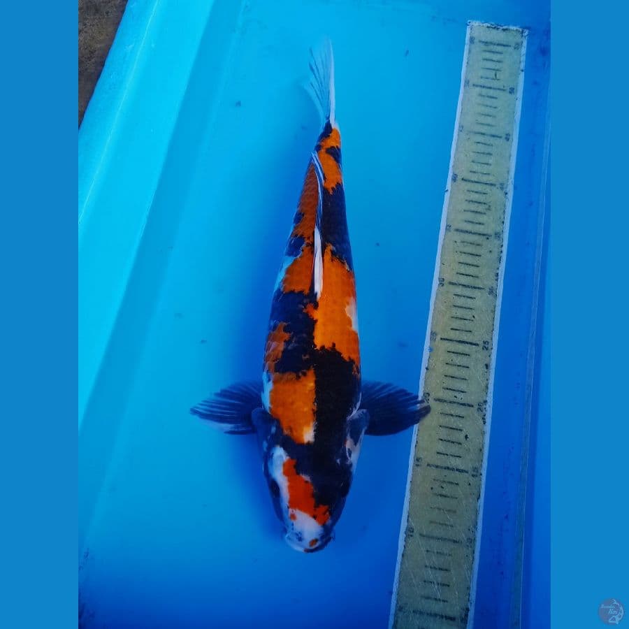 41cm showa original jozz