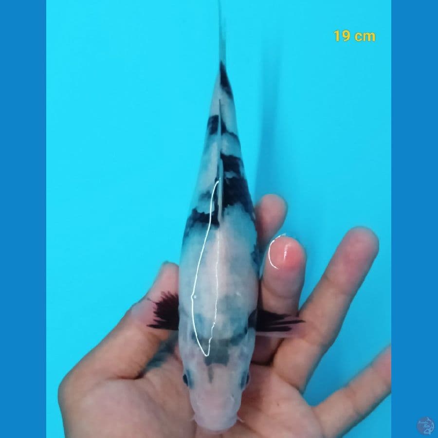 SQ shiro 19 cm