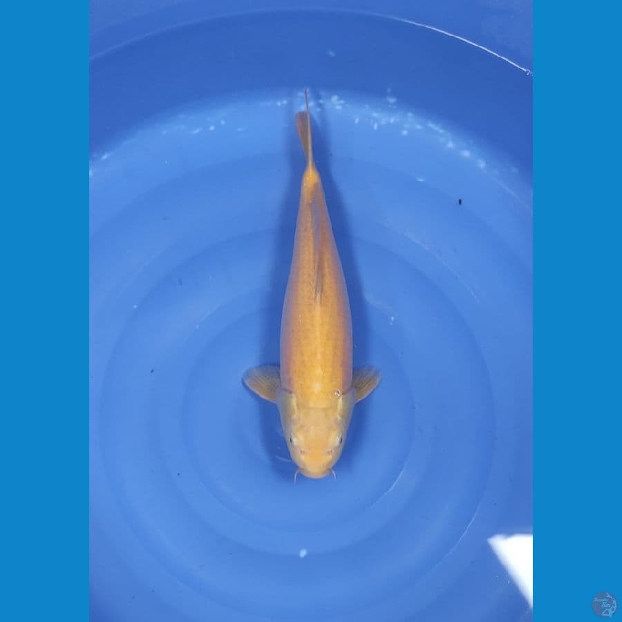 50 CM ~ JUMBO KARASI