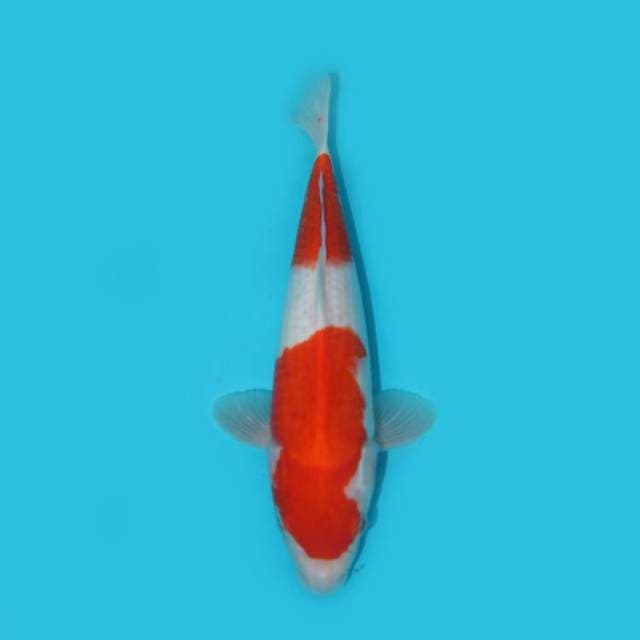 30 CM - KOHAKU