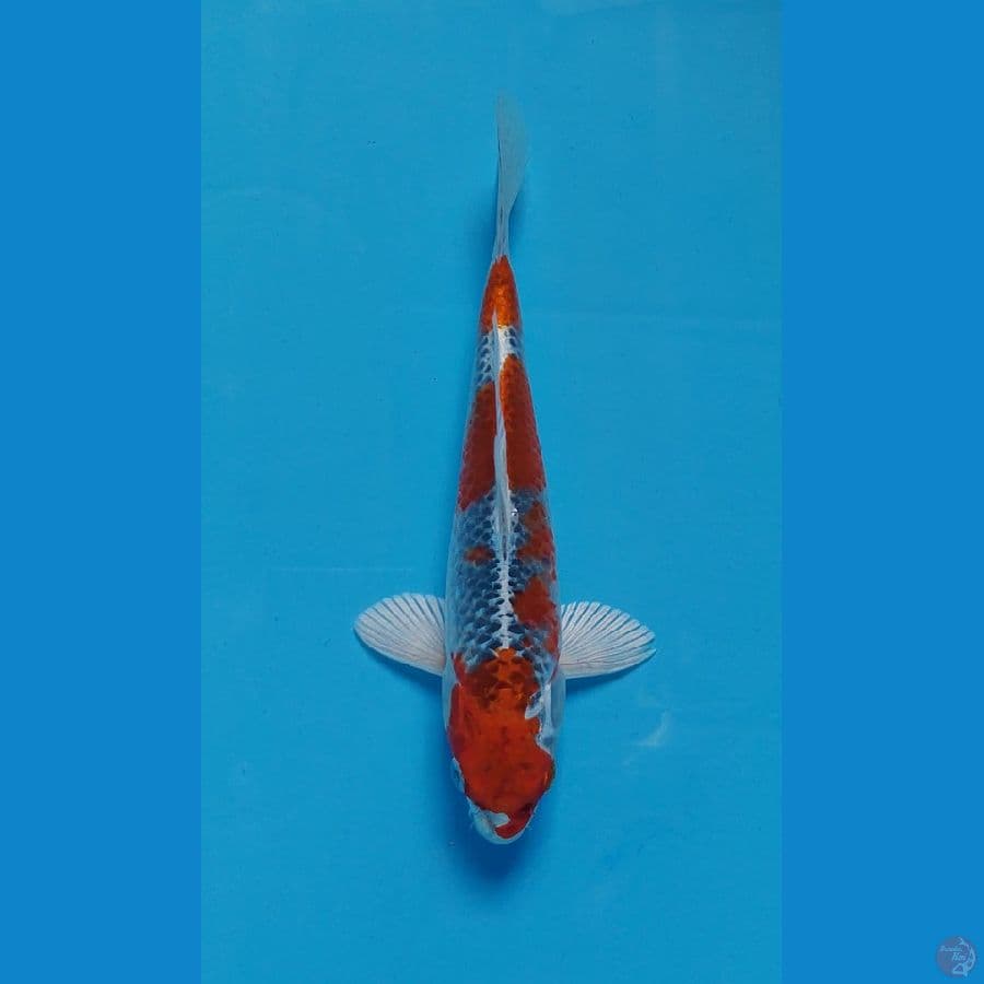kujaku 20 cm