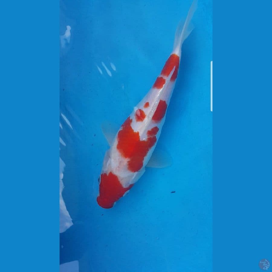 SB menkaburi kohaku ori