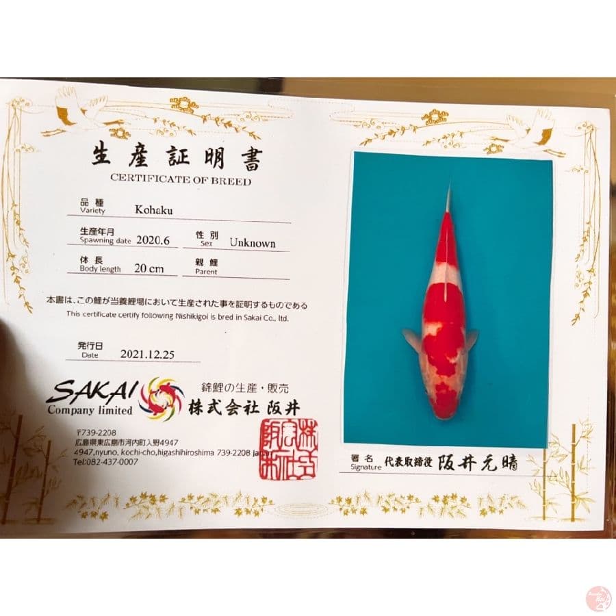 sakai kohaku 45cm