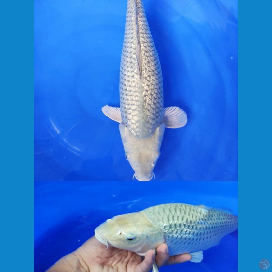 Soragin 45bu