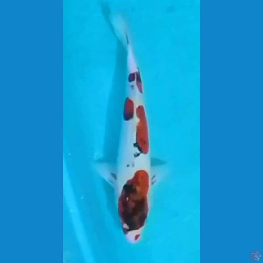 Beni Kumonryu 33cm (F)