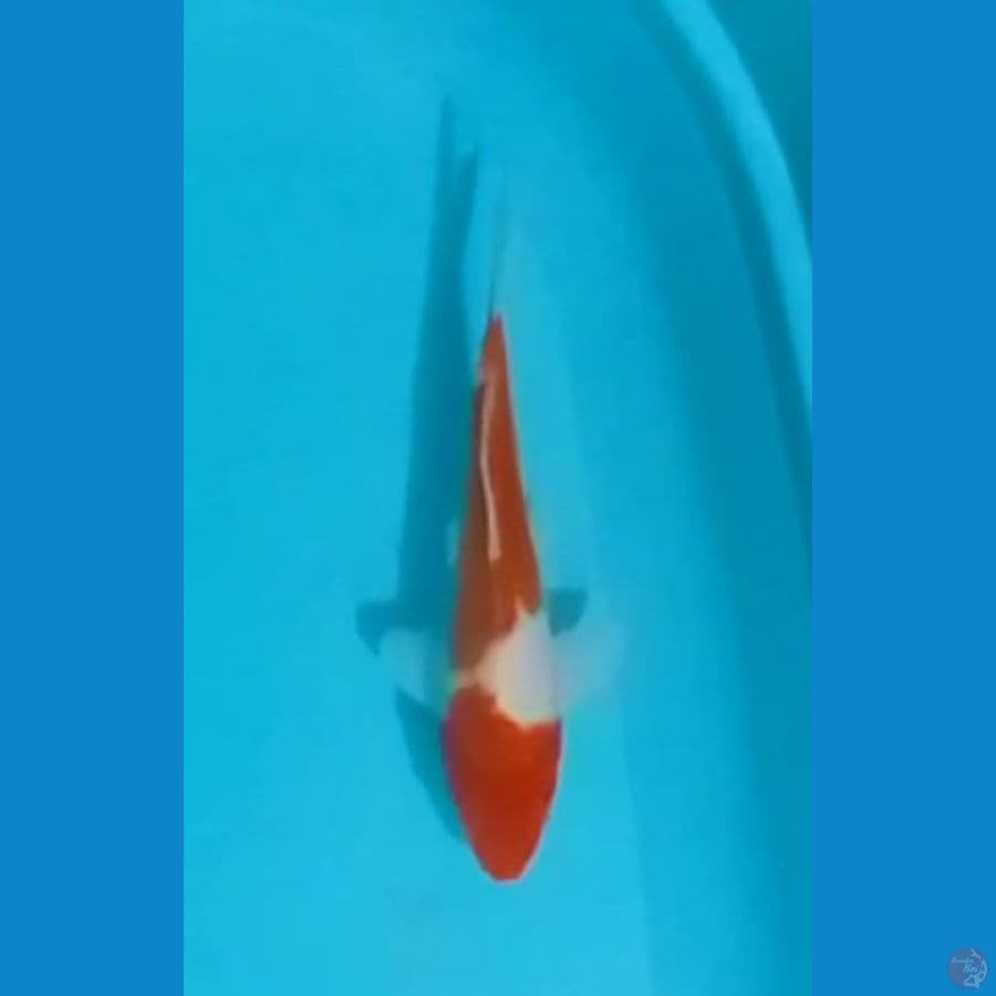 Doitsu Kohaku 25cm