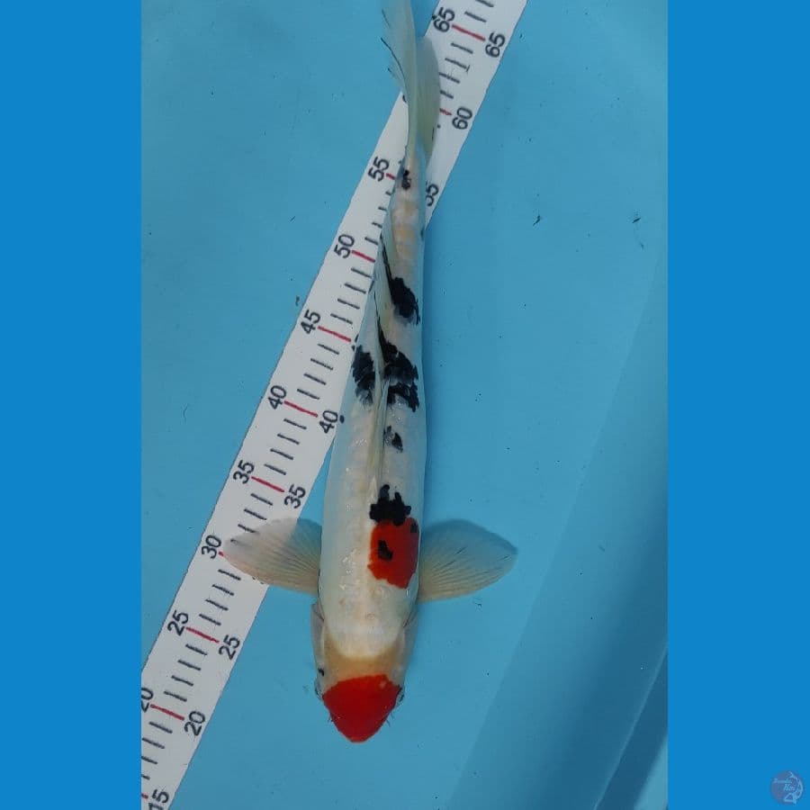 m43cm sanke doitsu