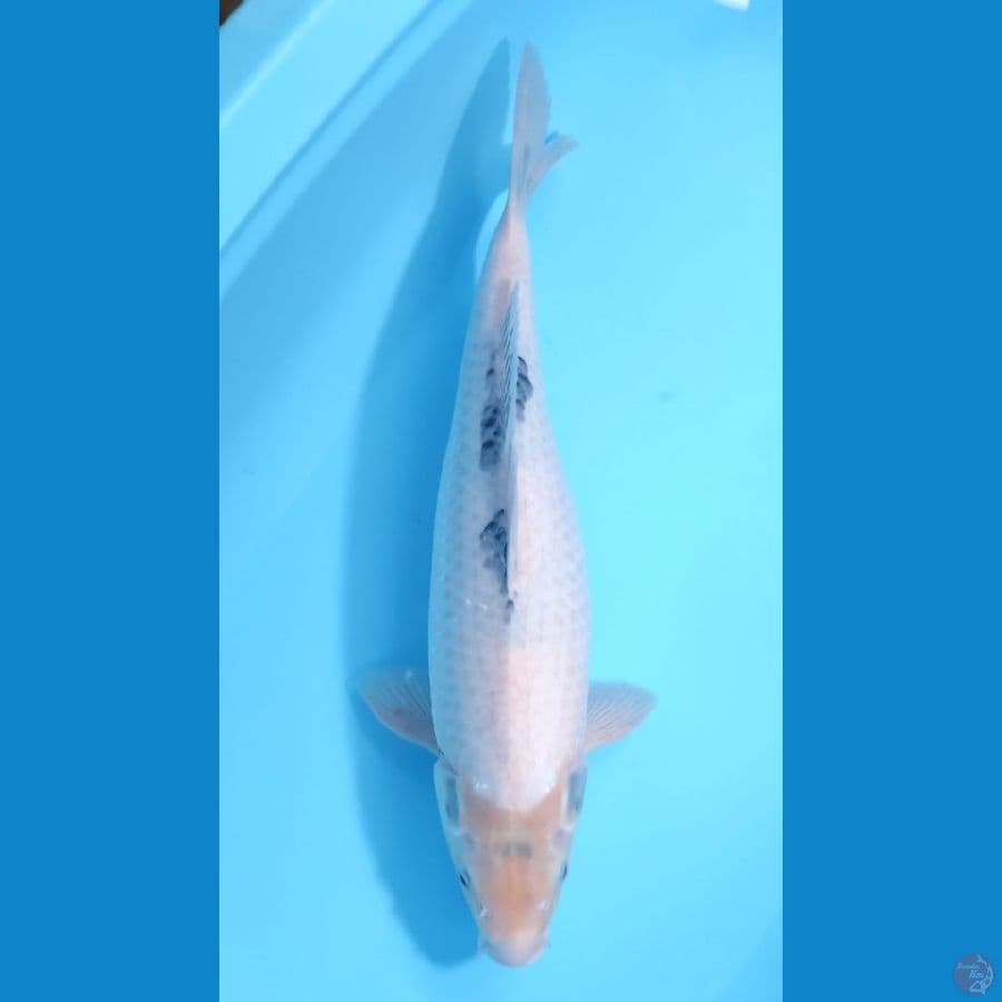 SHIRO TATEGOI BAKAT JUMBO~50CM/FEEMALE~