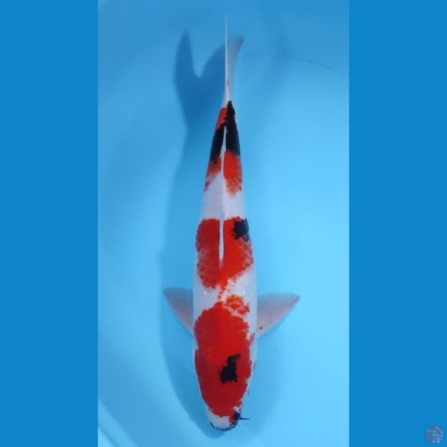 SHOWA TATEGOI ~42CM/MALE~