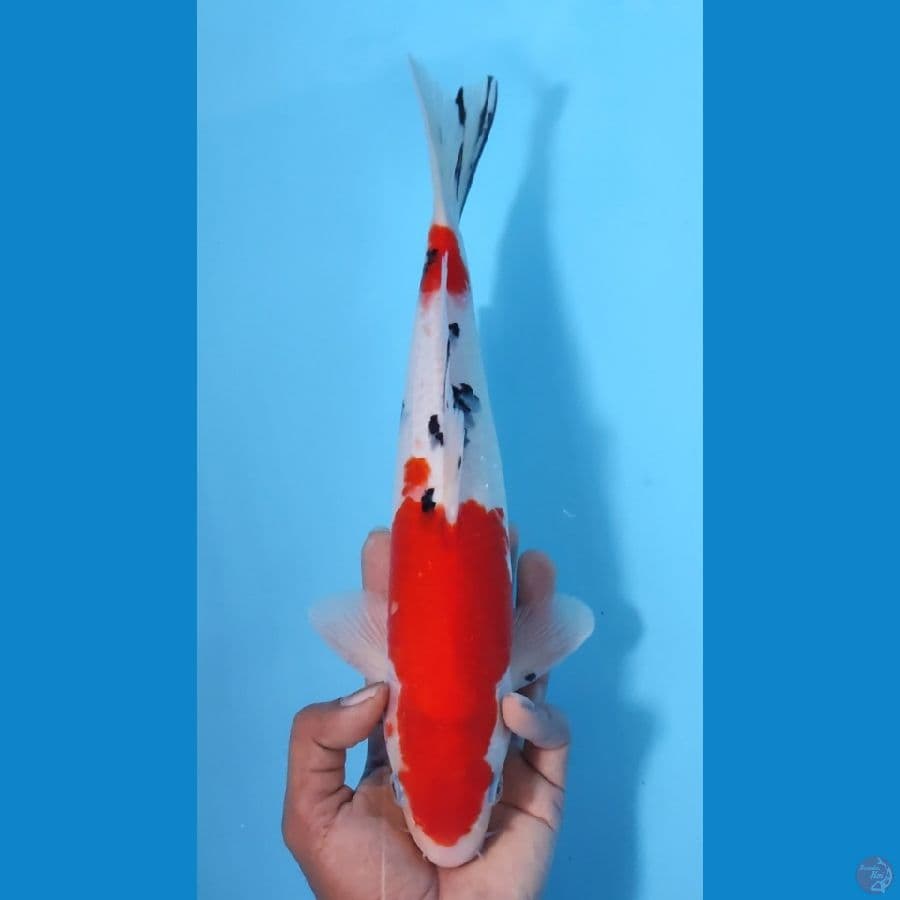 SANKE CALON PEJANTAN ~35CM/MALE~