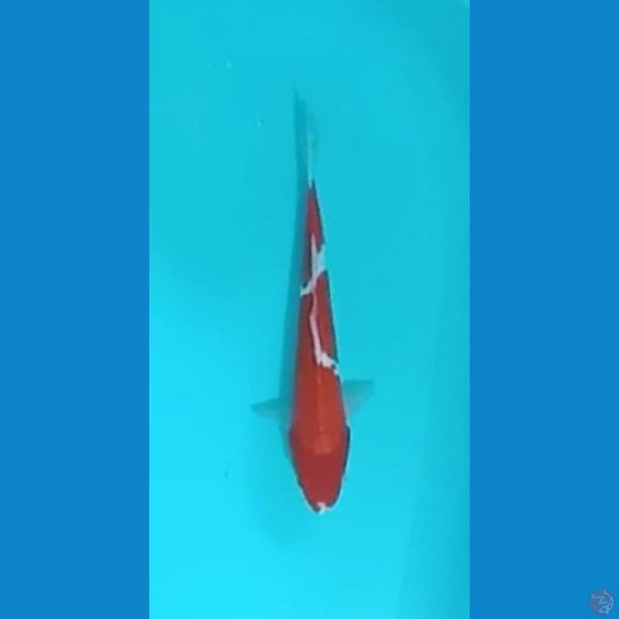Doitsu Kohaku 31cm