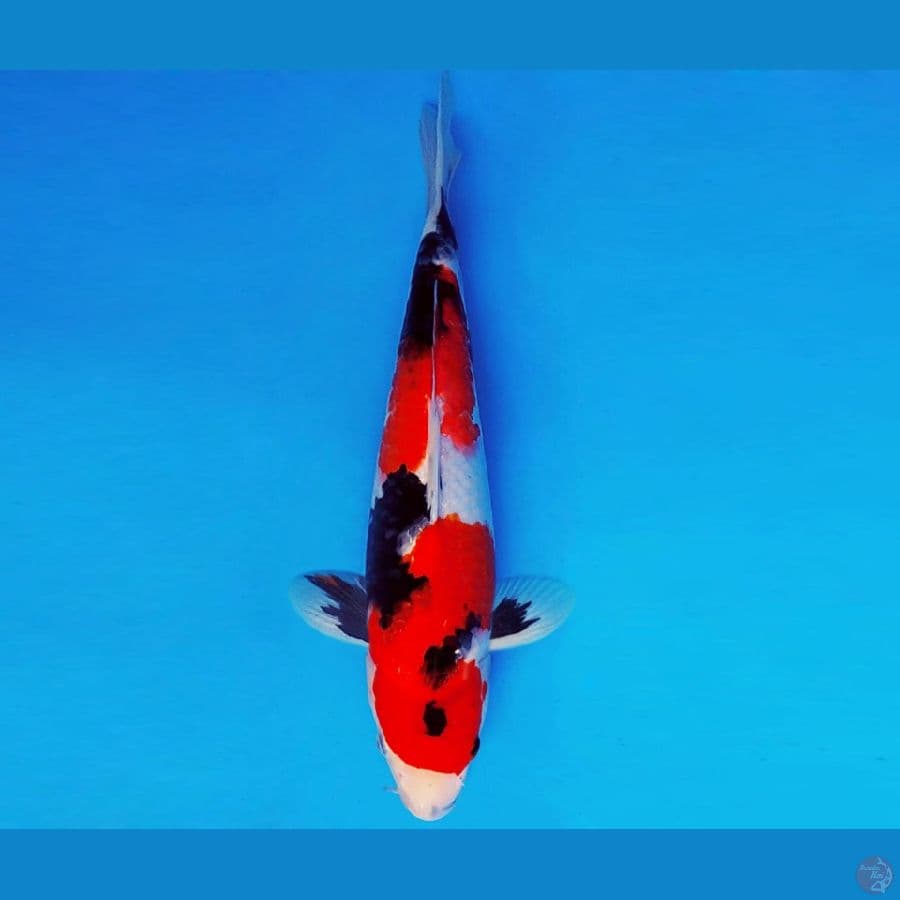 HATORI HANZO 2 - SHOWA EVOLUTION 35 cm/fm ™