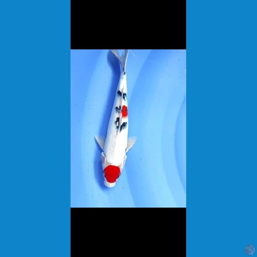 27cm